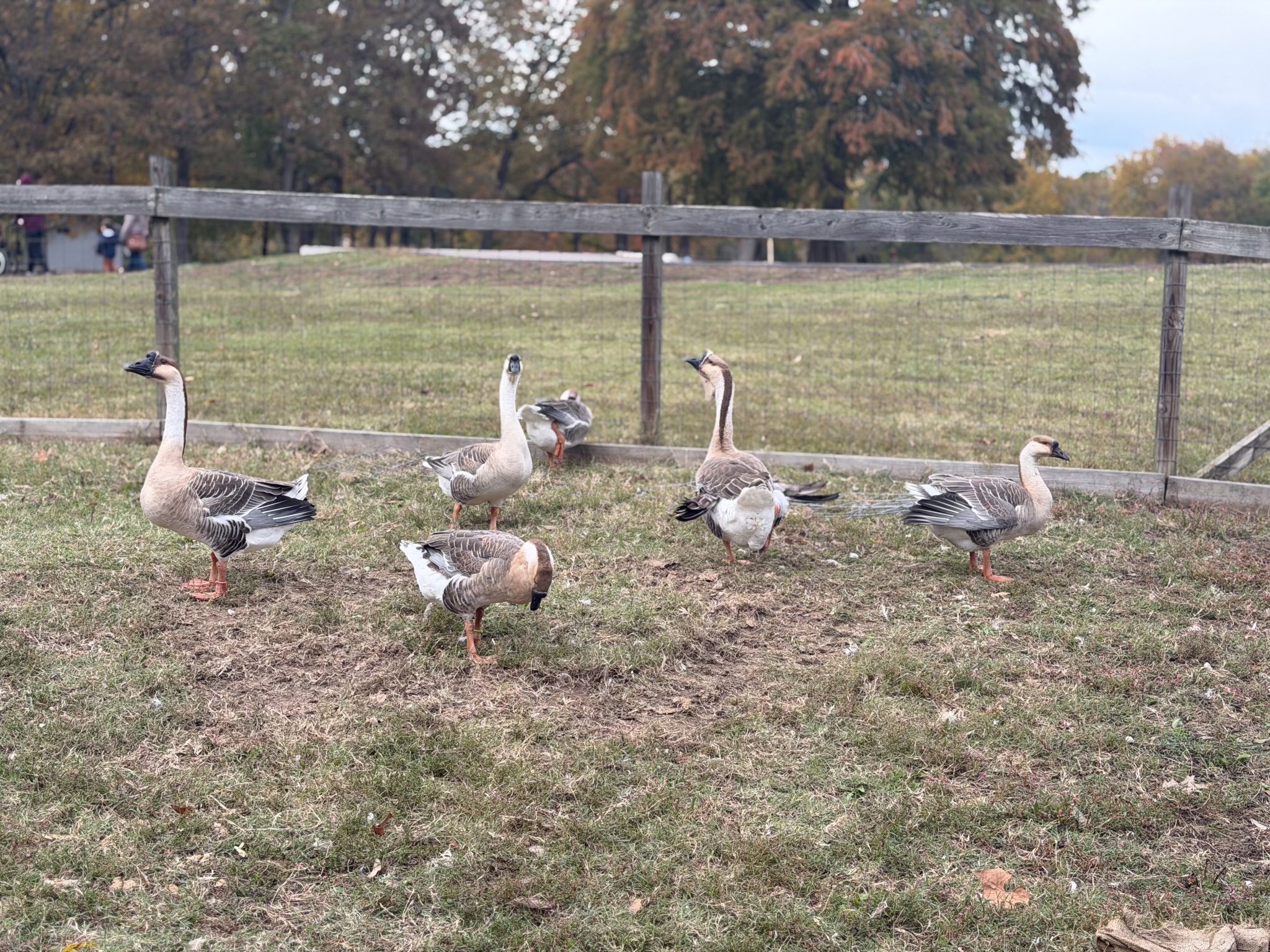 Photo 69 from 2025 Fall Picnic
