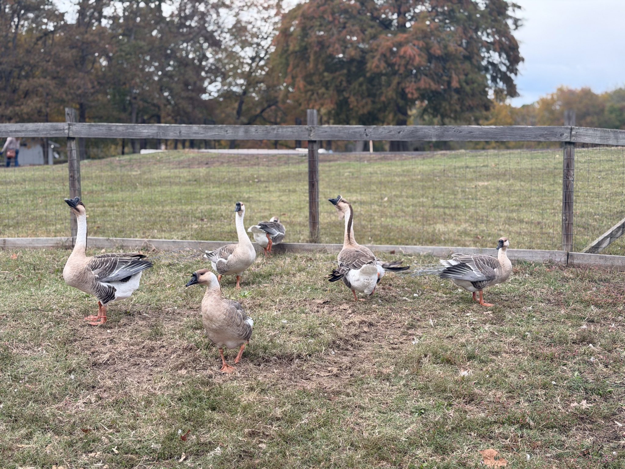 Photo 70 from 2025 Fall Picnic